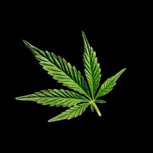 Meet your Posher, Rose